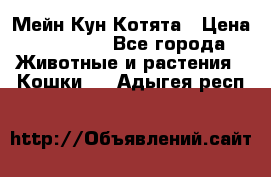 Мейн Кун Котята › Цена ­ 15 000 - Все города Животные и растения » Кошки   . Адыгея респ.